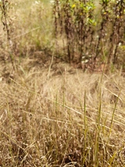 Sporobolus vaginiflorus