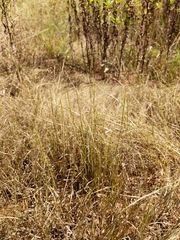 Sporobolus vaginiflorus