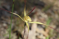 Caladenia straminichila
