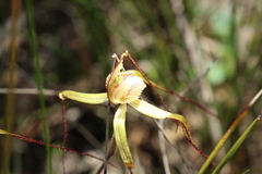 Caladenia straminichila
