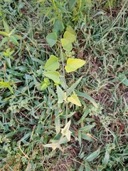 Funastrum cynanchoides