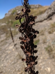 Eremurus spectabilis