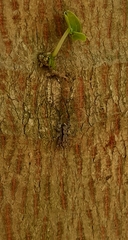 Menemerus bivittatus