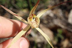 Caladenia straminichila
