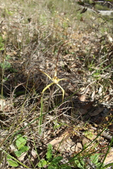 Caladenia straminichila