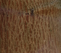 Menemerus bivittatus