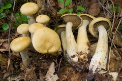 Cortinarius subtortus