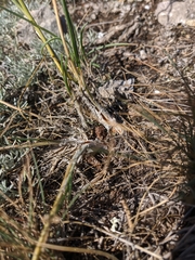 Allium marschalianum