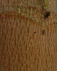 Menemerus bivittatus