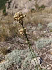 Allium marschalianum