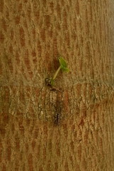 Menemerus bivittatus