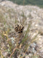 Allium marschalianum