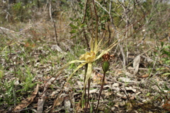 Caladenia straminichila