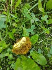 Suillus sibiricus