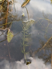 Ceratophyllum echinatum