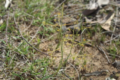Drosera gigantea