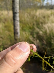 Ceratophyllum echinatum
