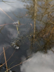 Ceratophyllum echinatum