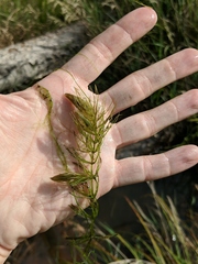 Ceratophyllum echinatum