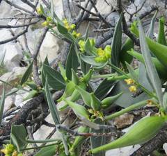 Vincetoxicum canescens