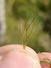 Ceratophyllum echinatum