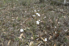 Drosera gigantea