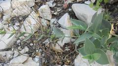 Vincetoxicum canescens