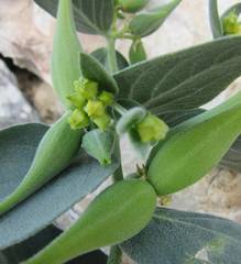 Vincetoxicum canescens