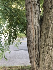 Gleditsia triacanthos