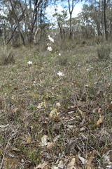 Drosera gigantea