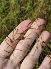 Potamogeton berchtoldii
