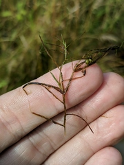 Potamogeton berchtoldii