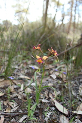 Diuris longifolia