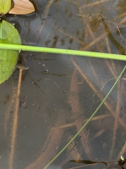 Potamogeton berchtoldii