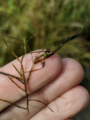 Potamogeton berchtoldii