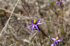 Calectasia gracilis