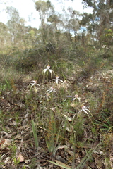 Caladenia longicauda eminens