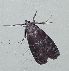 Euzophera ostricolorella