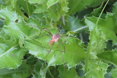 European Harvestman, 9743 AB Groningen, Netherlands, photo 9 of 10