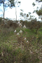 Caladenia longicauda eminens