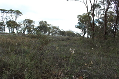 Caladenia longicauda eminens
