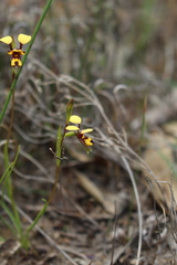 Diuris laxiflora