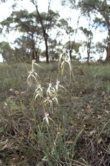 Caladenia longicauda eminens