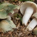 Green Russula - Photo (c) Marco Floriani, some rights reserved (CC BY-NC), uploaded by Marco Floriani