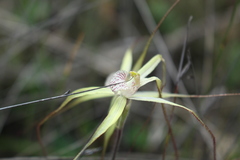 Caladenia polychroma