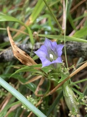 Tripterospermum lanceolatum