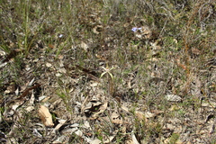Caladenia straminichila