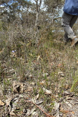 Caladenia straminichila