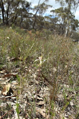 Caladenia straminichila