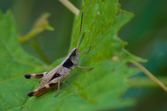 Chloealtis conspersa